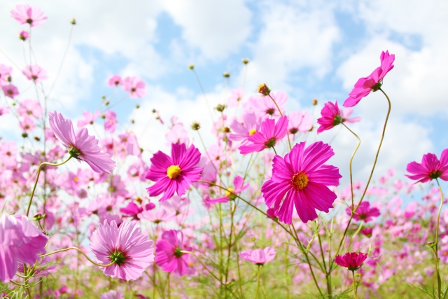 秋桜 新宿神楽坂書道教室 アトリエカッコ Atelier Kakko